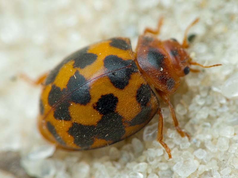 Subcoccinella vigintiquatuorpunctata (Linnaeus, 1758)